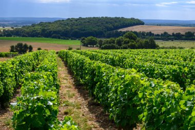 Pouilly-Fume adresli üzüm bağları, Sauvignon Blanc üzümlerinden yapılan kuru beyaz şaraplar, Fransa 'nın çeşitli topraklarında yetişen üzümler.