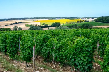 Pouilly-Fume adresli üzüm bağları, Sauvignon Blanc üzümlerinden yapılan kuru beyaz şaraplar, Fransa 'nın çeşitli topraklarında yetişen üzümler.