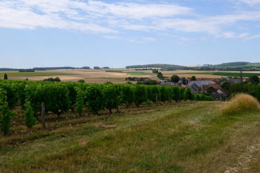 Pouilly-Fume adresli üzüm bağları, Sauvignon Blanc üzümlerinden yapılan kuru beyaz şaraplar, Fransa 'nın çeşitli topraklarında yetişen üzümler.