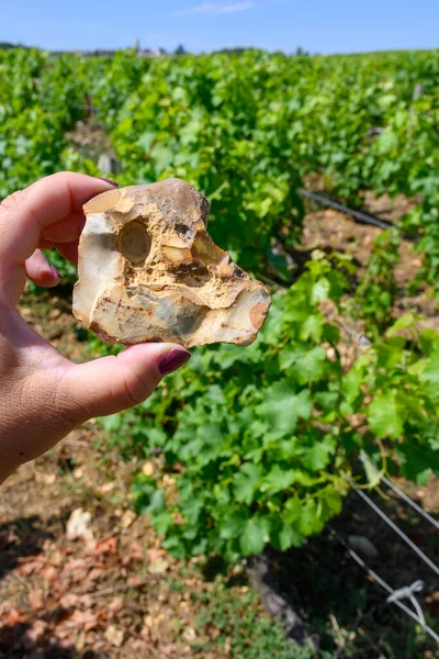 Sample of soil, flint stone, vineyards of Pouilly-Fume appellation, making of dry white wine from sauvignon blanc grapes growing on different types of soils, France