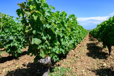 Pouilly-Fume adresli üzüm bağları, Sauvignon Blanc üzümlerinden yapılan kuru beyaz şaraplar, Fransa 'nın çeşitli topraklarında yetişen üzümler.