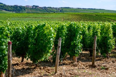 Sancerre şaraplarının etrafındaki yeşil üzüm bağları, farklı topraklarda tepelerde sıralanmış sauvignon beyaz üzümleri, Cher, Loire vadisi, Fransa