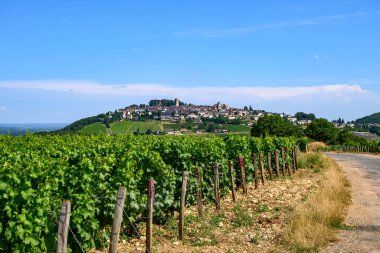 Sancerre şaraplarının etrafındaki yeşil üzüm bağları, farklı topraklarda tepelerde sıralanmış sauvignon beyaz üzümleri, Cher, Loire vadisi, Fransa