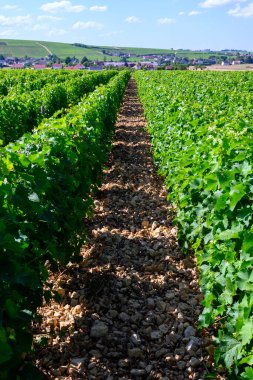 Sancerre şarabı yapan köyün etrafındaki üzüm bağlarının, caillotte kireç taşı üzerinde büyüyen sauvignon beyaz üzümlerinin çok taşlı toprak ve çakıl taşları, Cher, Loire vadisi, Fransa yazın