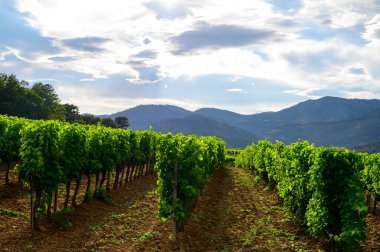 Yeşil büyük cru üzüm bağları Cotes de Provence, Grimaud köyü yakınlarında kuru gül şarabı üretimi, Var, Fransa