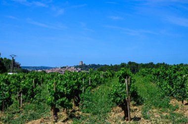 Chateauneuf du Pape adresli üzüm bağları. Toprakta büyüyen üzümler, geniş yuvarlak taşlar. Kürekler, kireç taşları, mezarlıklar, San.