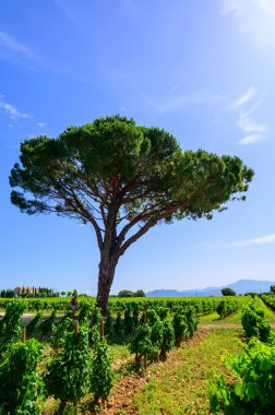 Chateauneuf du Pape adresli üzüm bağları. Toprakta büyüyen üzümler, geniş yuvarlak taşlar. Kürekler, kireç taşları, mezarlıklar, San.