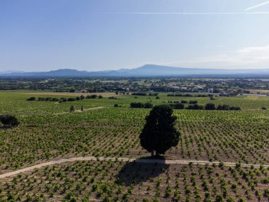 Chateauneuf du Pape üzüm bağları. Toprakta büyüyen üzümler. Kürekler, kireç taşları, mezar taşları.