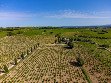 Chateauneuf du Pape üzüm bağları. Toprakta büyüyen üzümler. Kürekler, kireç taşları, mezar taşları.