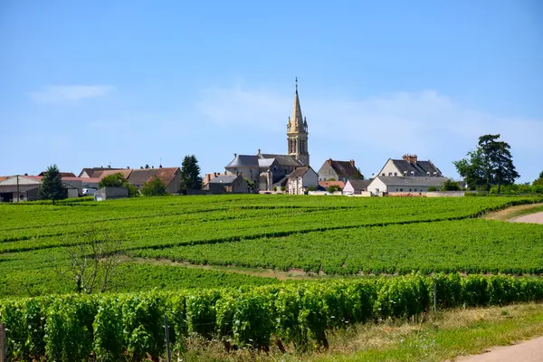 Pouilly-Fume adresli üzüm bağları, Sauvignon Blanc üzümlerinden yapılan kuru beyaz şaraplar, Fransa 'nın çeşitli topraklarında yetişen üzümler.