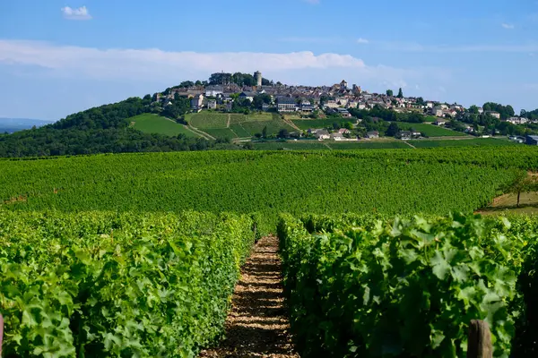 Sancerre şaraplarının etrafındaki yeşil üzüm bağları, farklı topraklarda tepelerde sıralanmış sauvignon beyaz üzümleri, Cher, Loire vadisi, Fransa