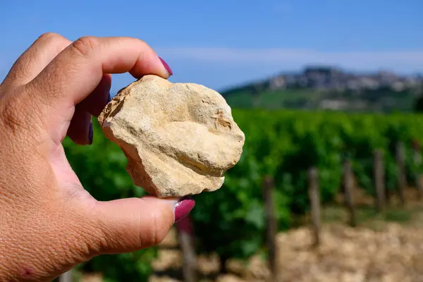 Beyaz toprak örnekleri kil kireç taşı topraklar Sancerre şarabı etrafındaki üzüm bağları, köyler, tepelerdeki sauvignon beyaz üzümleri, Cher, Loire vadisi, Fransa, taş ellerle