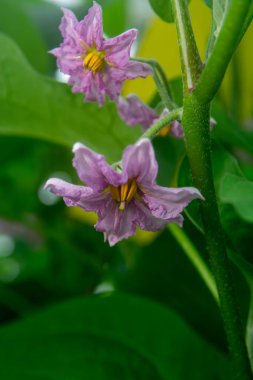 Hollanda organik serası sıralı patlıcan bitkileriyle olgun mor sebzeler ve mor çiçeklerle Hollanda 'da tarım