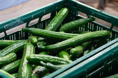 Hollanda serasında taze toplanmış yeşil salatalıkların bakımı ve ambalajı, Hollanda 'da tarım