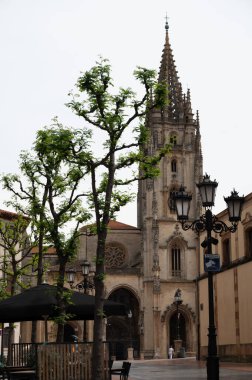 Lezzetli organik yeşil salatalık sebzeleri büyük Hollanda serasında yetişiyor, her gün hasat yapılıyor.