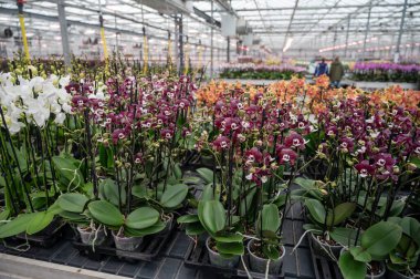 Hollanda 'da UV IR Grow Light ticaret ve dünya çapında ihracat için, genç bitkiler satmak için Hollanda serasında renkli tropikal çiçek veren orkide familyası Orchidaceae' nin yetiştirilmesi