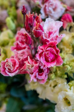 Hollanda serasında yetişen renkli çiçek buketi ustoma lisianthus veya prairie gentian, Hollanda florası, yakın plan, çiçek arkaplanı