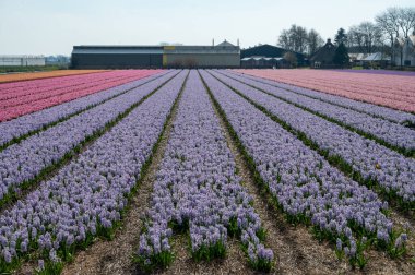 Hollanda baharı, Hollanda 'nın kuzeyindeki Lisse yakınlarındaki tarlalarda çiçek açan güçlü aromalı renkli sümbüller.