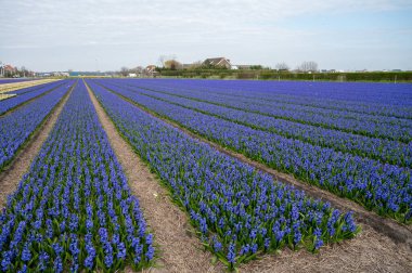 Hollanda baharı, Hollanda 'nın kuzeyindeki Lisse yakınlarındaki tarlalarda çiçek açan güçlü aromalı renkli sümbüller.