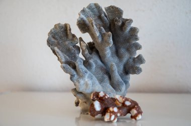 Sert mavi ve koyu mercan taşları, sualtı doğa arka planı...