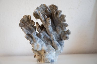 Sert mavi mercan taşı, su altında doğa yakın plan