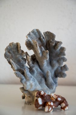 Sert mavi ve koyu mercan taşları, sualtı doğa arka planı...