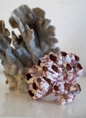 Sert mavi ve pembe mercan taşları, sualtı doğa arka planı...