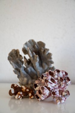 Sert mavi ve pembe mercan taşları, sualtı doğa arka planı...