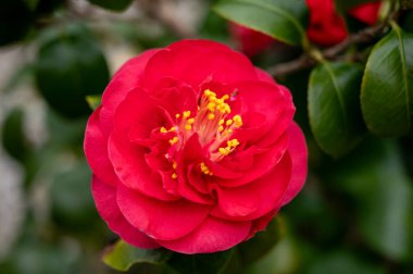 Kamelya 'nın büyük çiçekleri, çalılar ya da ağaçlar, çiçek açan bitkiler.