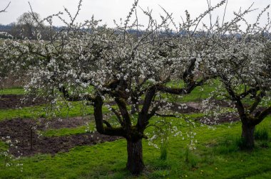 Bahar, Hollanda 'nın başkenti Betuwe' de Nisan ayında meyve ağaçlarıyla dolu meyve bahçesi.