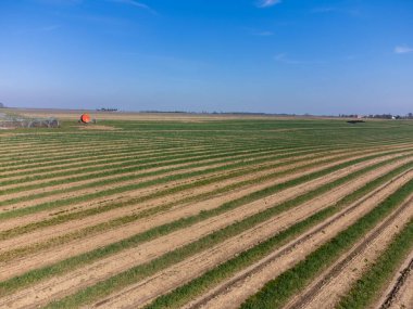 Limburg, Belçika 'da organik tarım tarlalarında yetişen yeşil kuşkonmaz filizleri.