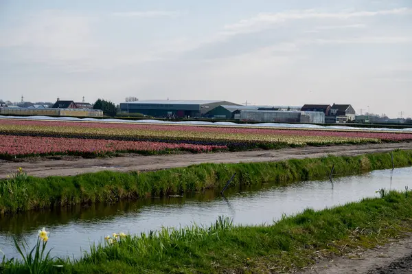 Hollanda baharı, renkli sarı nergis çiçekleri, Hollanda, Kuzey Hollanda, Lisse yakınlarındaki tarlalarda nisan ayında çiçek açıyor.