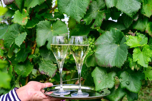 Drinking of sparkling white wine with bubbles champagne on green hilly vineyards in small village Urville in Cote des Bar, Champagne region, France in summer