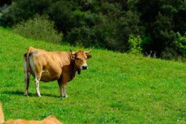 Kahverengi Asturian inekleri, yeşil çayır üzerinde küçük buzağıları olan sığırlar, Picos de Europe, Los Arenas, Asturias, İspanya, kapatın.