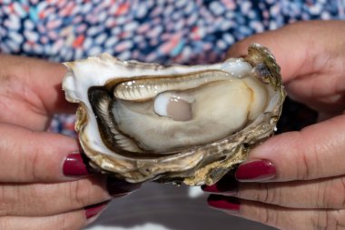 Arcachon Körfezi, Cap Ferret Yarımadası, Bordeaux, Fransa 'daki istiridye çiftliği köyünde taze canlı istiridye yemek. Kapatın.