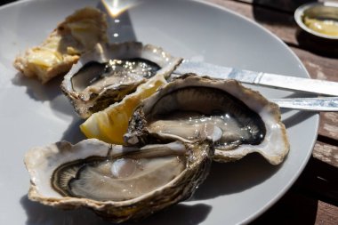 Arcachon Körfezi, Cap Ferret Yarımadası, Bordeaux, Fransa 'daki istiridye çiftliği köyünde taze canlı istiridye yemek. Kapatın.