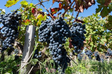 Bordeaux, Gironde Estuary, Fransa 'nın sol kıyısı, Bordeaux' da çeşitli Haut-Medoc üzüm bağları içeren olgunlaşmış kırmızı Cabernet Sauvignon üzümleri ile Pauillac köyündeki üzüm bağları hasat etmeye hazır.