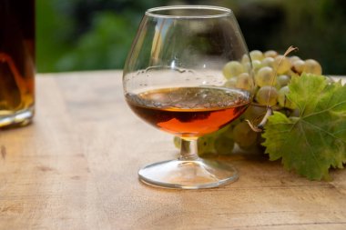 Cognac bölgesinde açık havada alkollü konyak tatma, Charente bir sürü olgun ugni Blanc üzümü ile arka planda alkol damıtma ve yeşil çimen kullanımı, Fransa