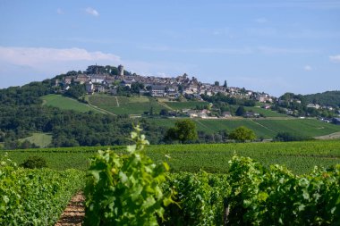Sancerre şaraplarının etrafındaki yeşil üzüm bağları, farklı topraklarda tepelerde sıralanmış sauvignon beyaz üzümleri, Cher, Loire vadisi, Fransa