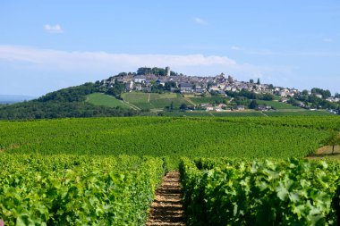 Sancerre şaraplarının etrafındaki yeşil üzüm bağları, farklı topraklarda tepelerde sıralanmış sauvignon beyaz üzümleri, Cher, Loire vadisi, Fransa