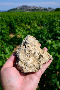 Caillottes Kimmerdigin kireç taşı örnekleri Sancerre şaraplarının etrafındaki üzüm bağlarında istiridye izleri köyde sıralanmış sauvignon Blanc üzümleri, Cher, Loire Valley, Fransa.