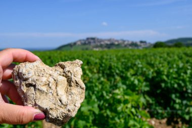 Caillottes Kimmerdigin kireç taşı örnekleri Sancerre şaraplarının etrafındaki üzüm bağlarında istiridye izleri köyde sıralanmış sauvignon Blanc üzümleri, Cher, Loire Valley, Fransa.