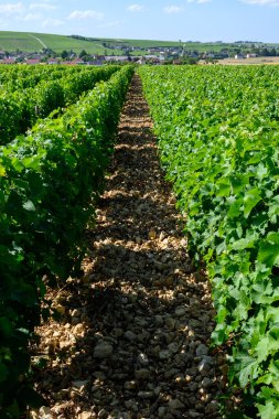 Sancerre şarabı yapan köyün etrafındaki üzüm bağlarının, caillotte kireç taşı üzerinde büyüyen sauvignon beyaz üzümlerinin çok taşlı toprak ve çakıl taşları, Cher, Loire vadisi, Fransa yazın