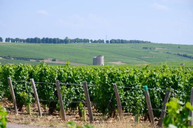 Sancerre şarabı yapan köyün etrafındaki üzüm bağlarının, caillotte kireç taşı üzerinde büyüyen sauvignon beyaz üzümlerinin çok taşlı toprak ve çakıl taşları, Cher, Loire vadisi, Fransa yazın