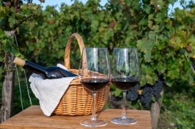 Bordeaux 'da Bordeaux şarabı tatmak, yeşil üzüm bağlarında kırmızı şarap, Bordeaux' da çeşitli Haut-Medoc üzüm bağları, Gironde Estuary, Fransa 'nın sol kıyısında bulunan kırmızı Cabernet Sauvignon üzümleri.