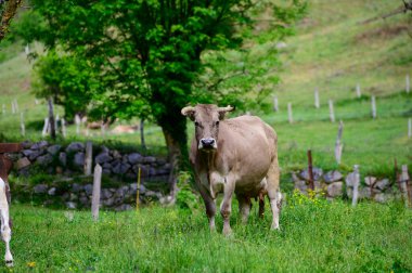 Kahverengi Cantabrian inekleri otluyor Liebana Vadisi, Cantabria, İspanya.