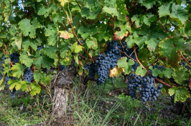 Bordeaux 'daki Haut-Medoc üzüm bağlarının çeşitli kırmızı Cabernet Sauvignon üzüm bağları, Gironde Estuary' nin sol kıyısı, Margaux, Fransa, hasat için hazır.