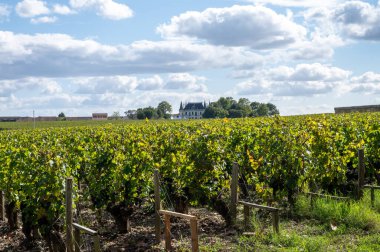 Bordeaux 'daki Haut-Medoc üzüm bağlarının çeşitli kırmızı Cabernet Sauvignon üzüm bağları, Gironde Estuary' nin sol kıyısı, Margaux, Fransa, hasat için hazır.
