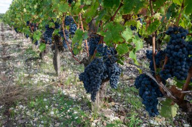Bordeaux 'da çeşitli Haut-Medoc üzüm bağları, Fransa' nın Margaux kasabası Gironde Estuary 'nin sol kıyısında toplanmaya hazır kırmızı şarap bağları var.
