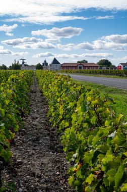 Bordeaux 'da çeşitli Haut-Medoc üzüm bağları, Fransa' nın Margaux kasabası Gironde Estuary 'nin sol kıyısında toplanmaya hazır kırmızı şarap bağları var.